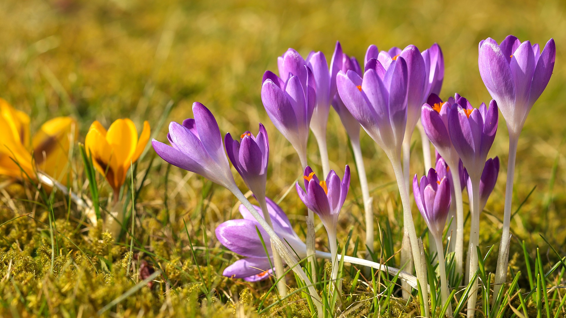 What To Do With Flower Bulbs After They Bloom | Almanac.com